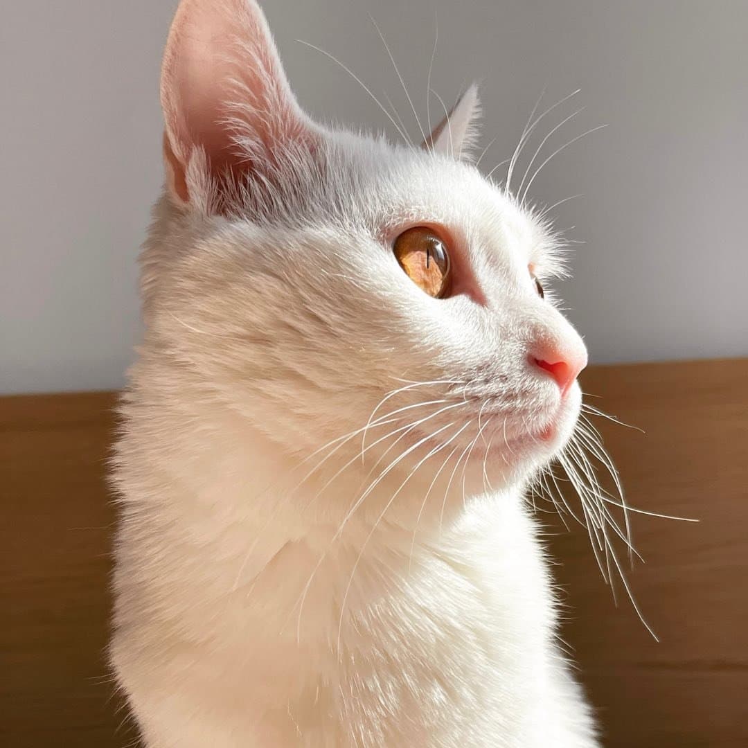 cereal.cat